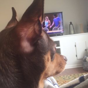 Meet your Posher, Amy